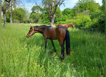 Oldenburg, Mare, 3 years, 15,2 hh, Bay-Dark