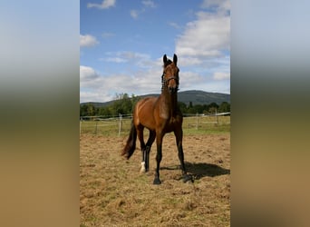 Oldenburg, Mare, 3 years, 15,2 hh, Bay-Dark