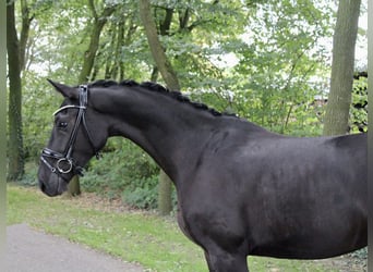 Oldenburg, Mare, 3 years, 15.2 hh, Black