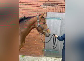 Oldenburg, Mare, 3 years, 15.2 hh, Brown Oldenburg, Mare, 3 years, 15.2 hh, Brown