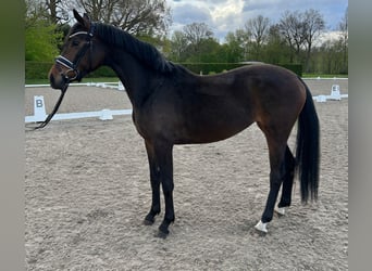 Oldenburg, Mare, 3 years, 15.3 hh, Brown