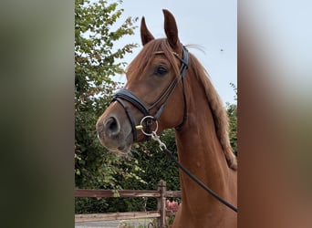 Oldenburg, Mare, 3 years, 15.3 hh, Chestnut
