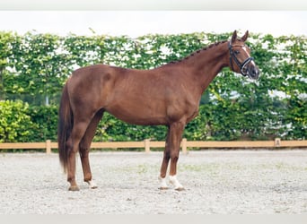 Oldenburg, Mare, 3 years, 15.3 hh, Chestnut