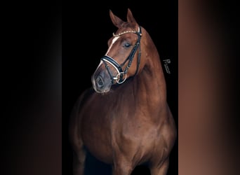 Oldenburg, Mare, 3 years, 15.3 hh, Chestnut