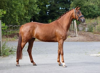 Oldenburg, Mare, 3 years, 15.3 hh, Chestnut