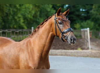 Oldenburg, Mare, 3 years, 15.3 hh, Chestnut