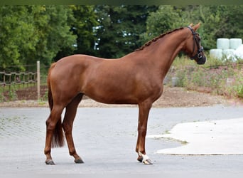 Oldenburg, Mare, 3 years, 15.3 hh, Chestnut