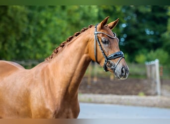 Oldenburg, Mare, 3 years, 15.3 hh, Chestnut