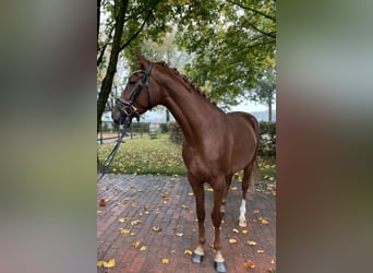 Oldenburg, Mare, 3 years, 15,3 hh, Chestnut-Red