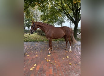 Oldenburg, Mare, 3 years, 15,3 hh, Chestnut-Red