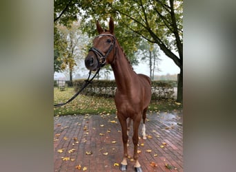 Oldenburg, Mare, 3 years, 15,3 hh, Chestnut-Red