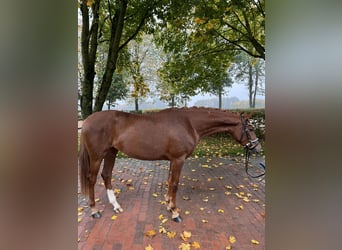 Oldenburg, Mare, 3 years, 15,3 hh, Chestnut-Red