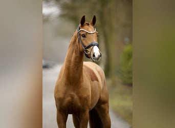 Oldenburg, Mare, 3 years, 15.3 hh