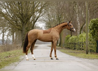 Oldenburg, Mare, 3 years, 15.3 hh