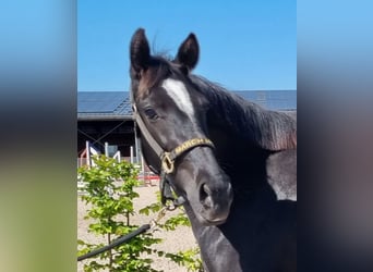 Oldenburg, Mare, 3 years, 15 hh, Black