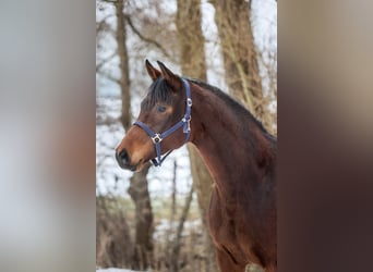 Oldenburg, Mare, 3 years, 15,1 hh, Brown