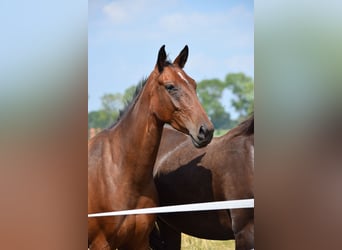 Oldenburg Mix, Mare, 3 years, 15,1 hh, Brown