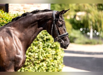 Oldenburg, Mare, 3 years, 15,2 hh, Black