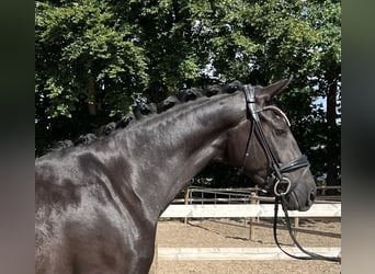 Oldenburg, Mare, 3 years, 15,2 hh, Black