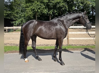 Oldenburg, Mare, 3 years, 15,2 hh, Black