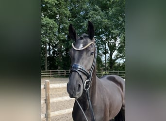 Oldenburg, Mare, 3 years, 15,2 hh, Black