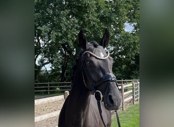 Oldenburg, Mare, 3 years, 15,2 hh, Black