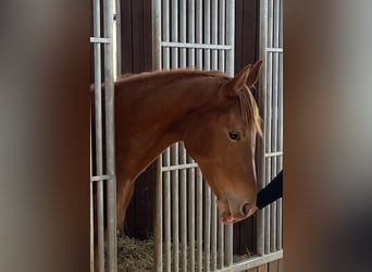 Oldenburg, Mare, 3 years, 15,2 hh