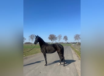 Oldenburg, Mare, 3 years, 15,2 hh, Smoky-Black