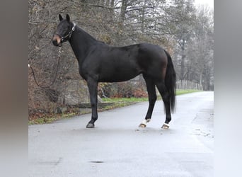 Oldenburg, Mare, 3 years, 15,3 hh, Bay-Dark