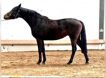 Oldenburg, Mare, 3 years, 16.1 hh, Bay-Dark
