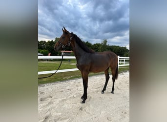 Oldenburg, Mare, 3 years, 16,1 hh, Bay