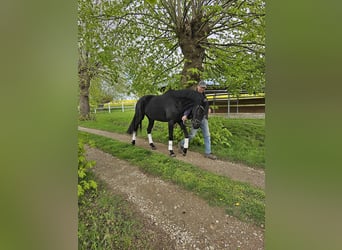 Oldenburger, Stute, 3 Jahre, 16,1 hh, Rappe