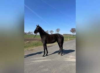 Oldenburg, Mare, 3 years, 16.1 hh, Black