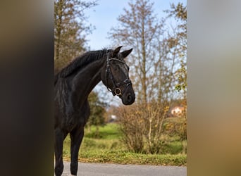 Oldenburg, Mare, 3 years, 16.1 hh, Black