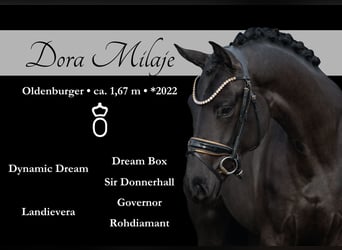 Oldenburg, Mare, 3 years, 16,1 hh, Black