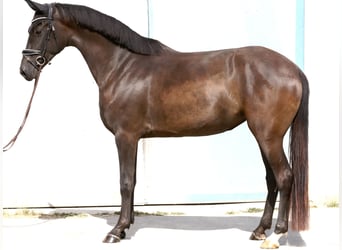 Oldenburg, Mare, 3 years, 16.1 hh, Black