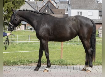 Oldenburg, Mare, 3 years, 16.1 hh, Black