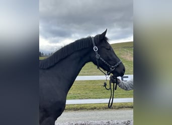 Oldenburg, Mare, 3 years, 16.1 hh, Black