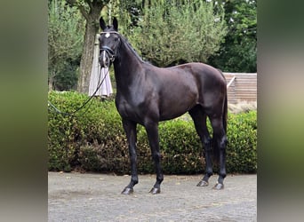 Oldenburg, Mare, 3 years, 16.1 hh, Black