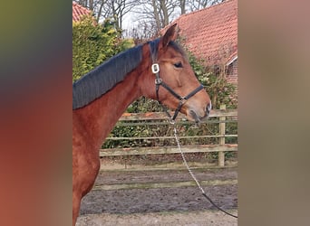 Oldenburg, Mare, 3 years, 16.1 hh, Brown
