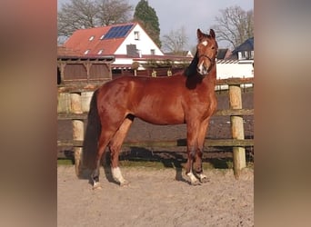 Oldenburg, Mare, 3 years, 16.1 hh, Brown