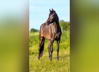 Oldenburg, Mare, 3 years, 16.1 hh, Brown