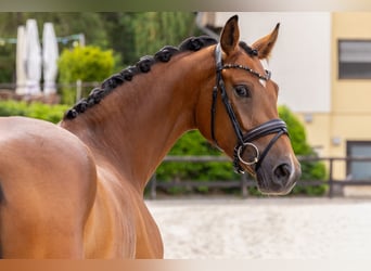 Oldenburg, Mare, 3 years, 16.1 hh, Brown