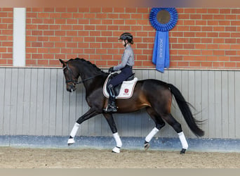 Oldenburg, Mare, 3 years, 16.1 hh, Brown