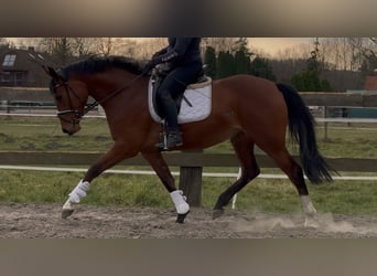 Oldenburg, Mare, 3 years, 16,1 hh, Brown