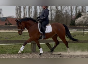 Oldenburg, Mare, 3 years, 16,1 hh, Brown