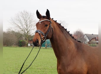 Oldenburg, Mare, 3 years, 16,1 hh, Brown