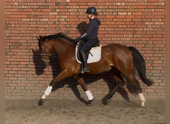 Oldenburg, Mare, 3 years, 16,1 hh, Brown