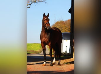 Oldenburger, Stute, 3 Jahre, 16,1 hh, Brauner