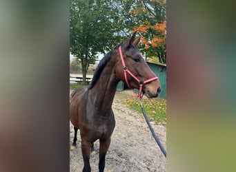 Oldenburg, Mare, 3 years, 16.1 hh, Chestnut